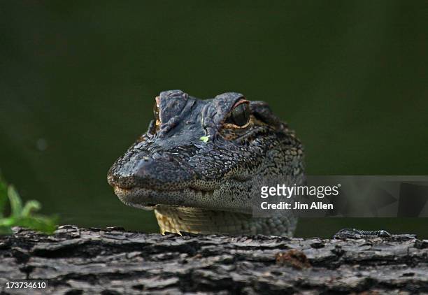 suprise - alligator mississippiensis stock pictures, royalty-free photos & images