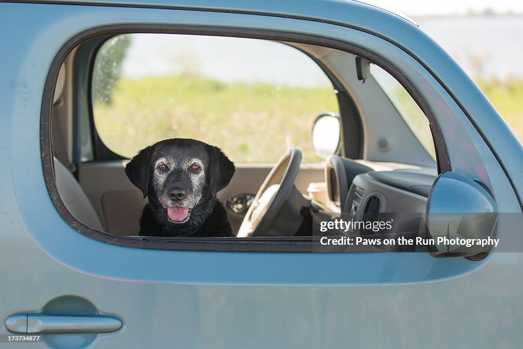 Dog in Passanger Seat of Car