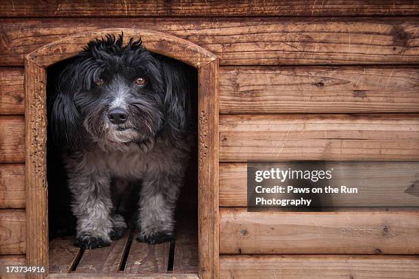 dog peering out of dog house - dog kennel stock pictures, royalty-free photos & images