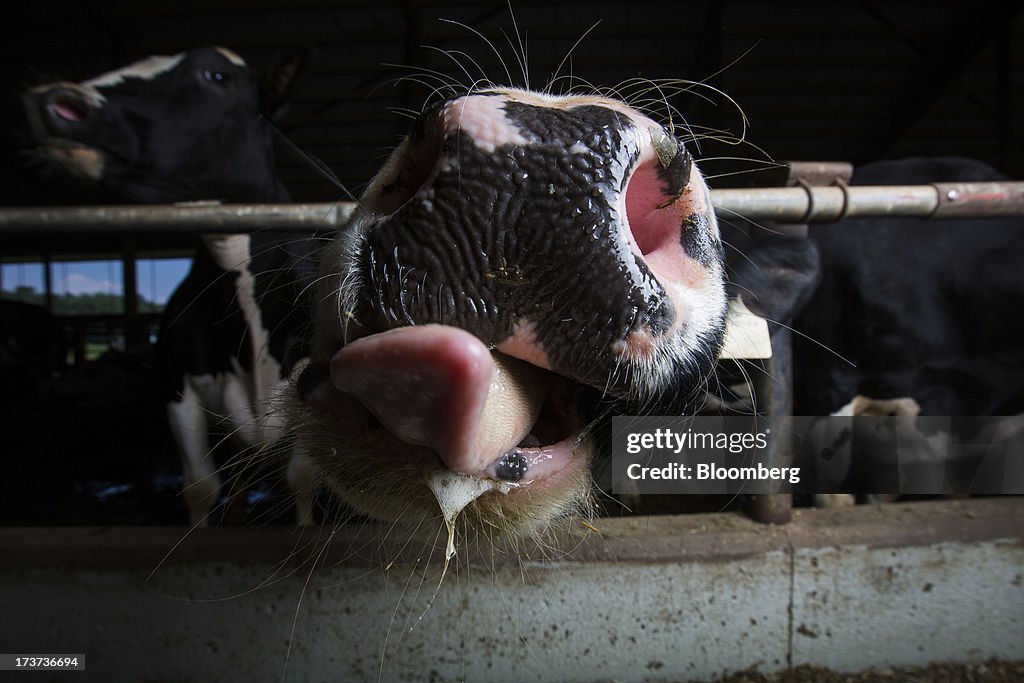 Loewith Cattle Farm As Increased Access To Canadian Dairy Market Urged