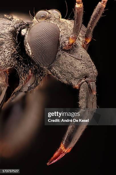 assassin bug - assassin bug stock pictures, royalty-free photos & images