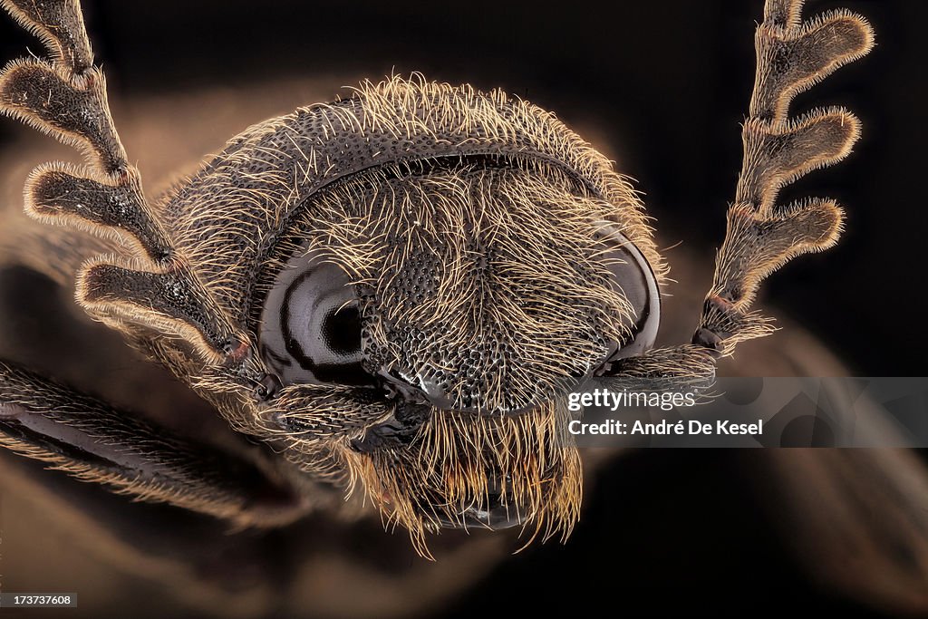 Click beetle