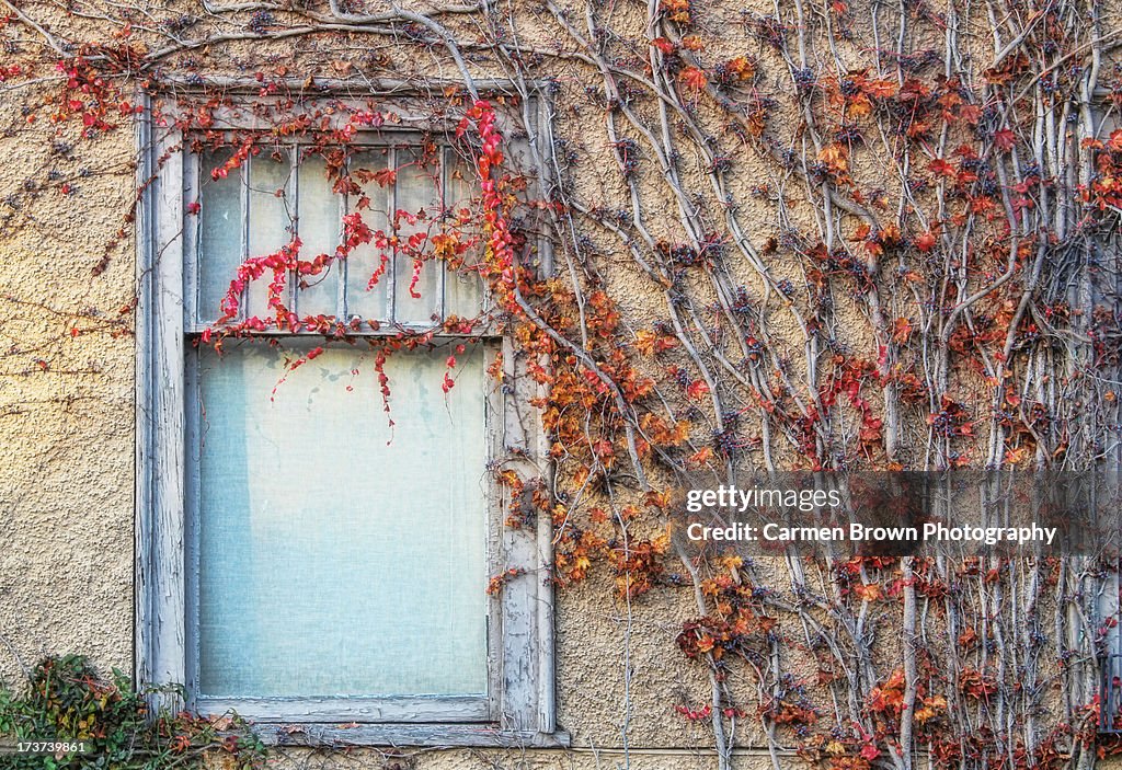 Vines drape a window with leaves in fall colours