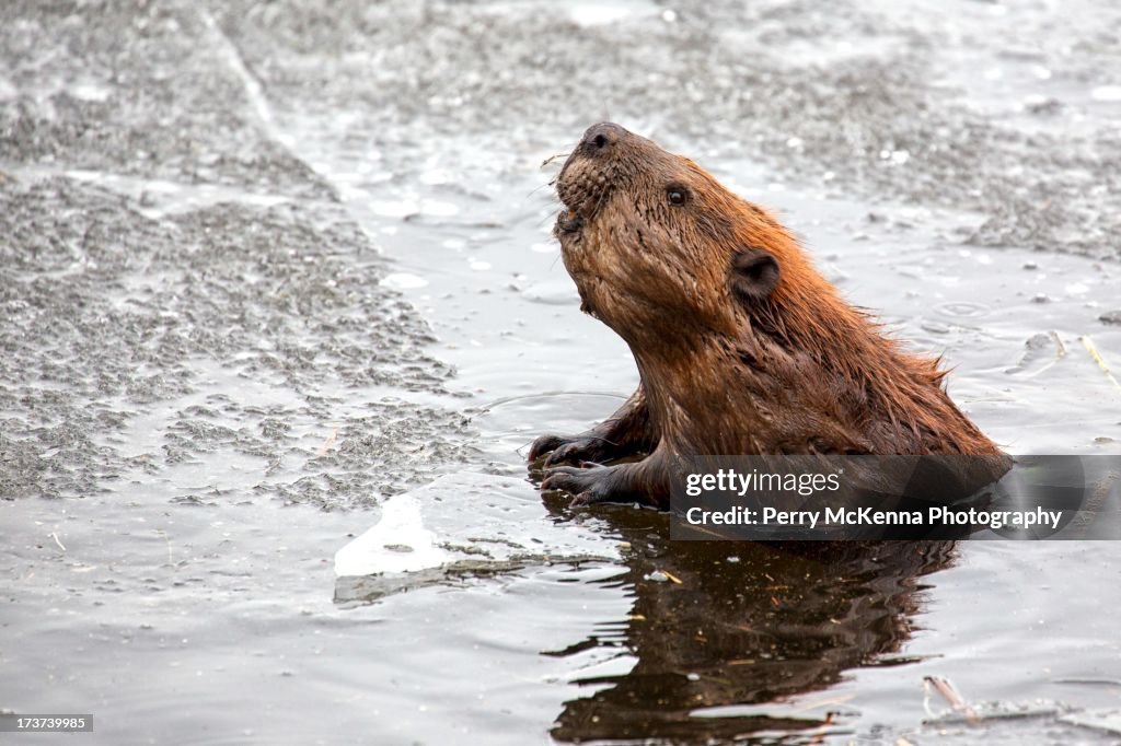 Busy Beavers