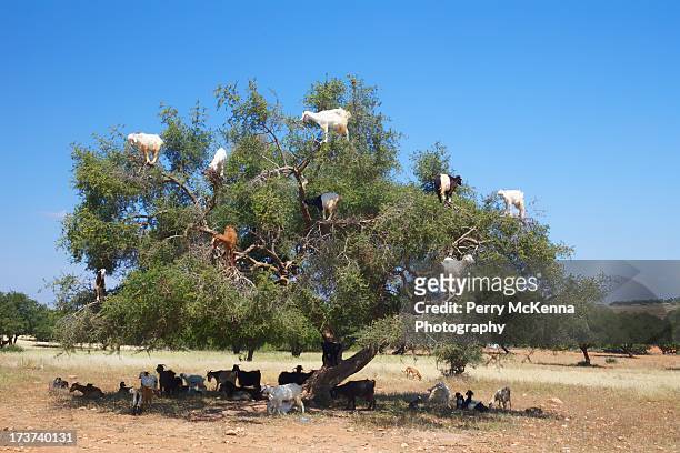 goat in argan tree - argan oil stockfoto's en -beelden