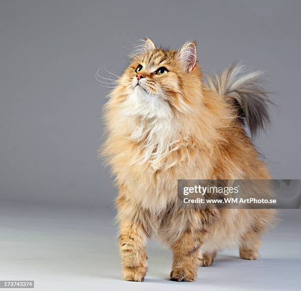 cat pose - sibirisk katt bildbanksfoton och bilder