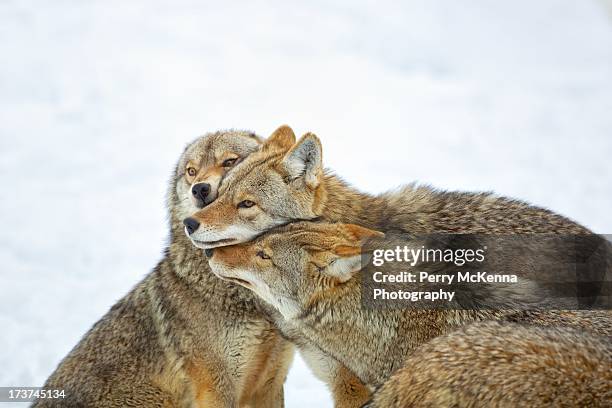 coyote hug - coyote stock pictures, royalty-free photos & images