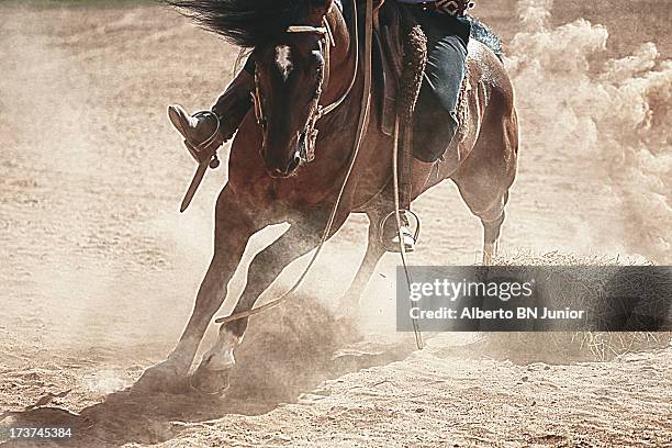 crioulo horse - criollos stock pictures, royalty-free photos & images