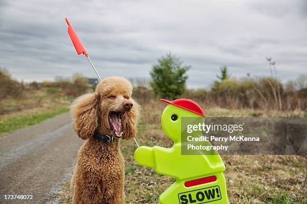 skewed - poodle stock pictures, royalty-free photos & images