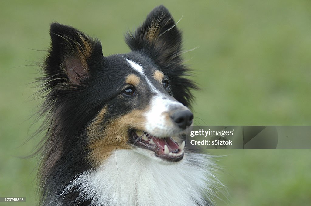 Sheltie