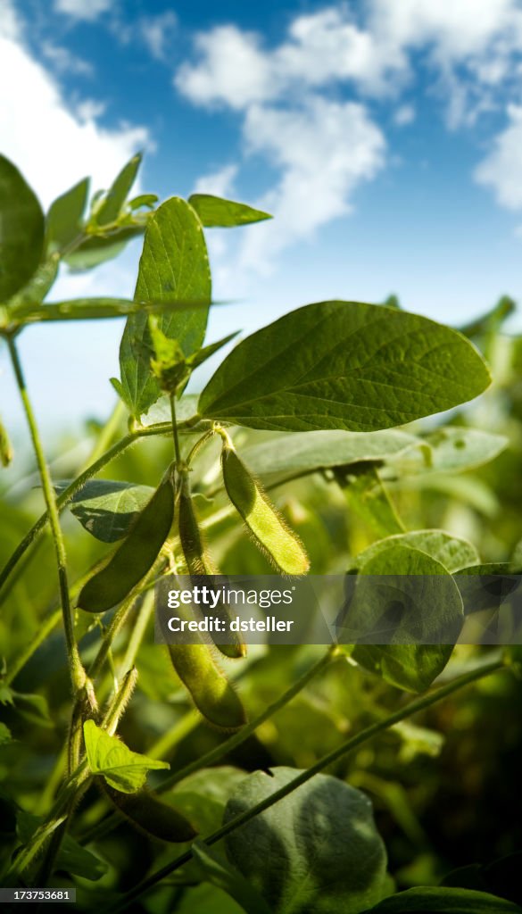 Soybeans