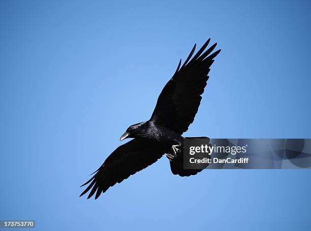 raven - crow stockfoto's en -beelden