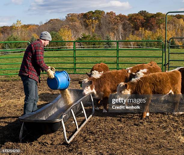 man pouring corn into feed bunk for calves - hereford cow bildbanksfoton och bilder