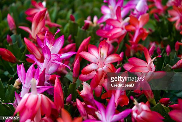 christmas cactus - christmas cactus stock pictures, royalty-free photos & images