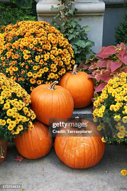 fall still life with orange pumpkins and yellow perennials - chrysanthemum stock pictures, royalty-free photos & images