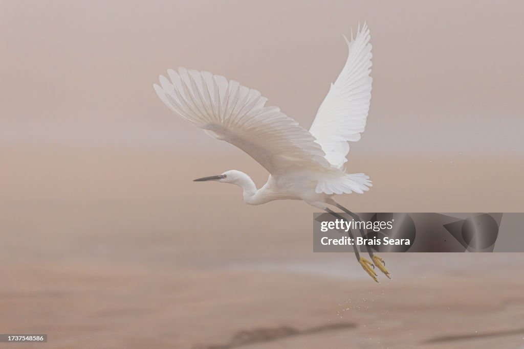 Little Egret (Egretta garzetta) on beach.