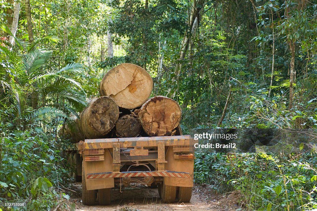 Rear view of a loaded logging truck in the Amazon rainforest