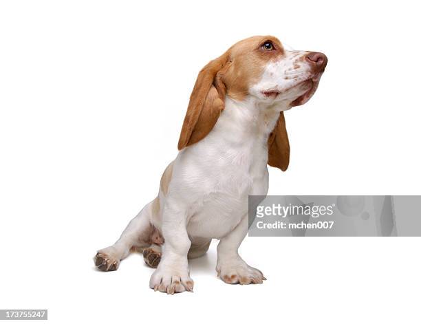 animals : isolated dog basset hound - hound stock pictures, royalty-free photos & images