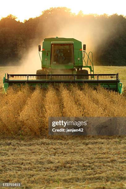 farming in the sunset on such a beautiful evening - harvesting wheat stock pictures, royalty-free photos & images
