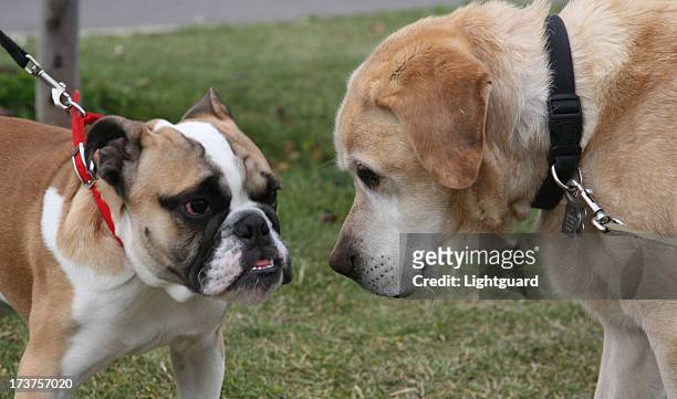 1,044 Two Dogs Meeting Photos and Premium High Res Pictures - Getty Images