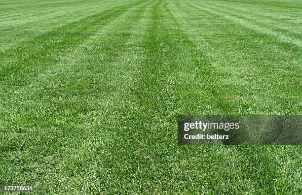 lush lawn - diminishing perspective stock pictures, royalty-free photos & images