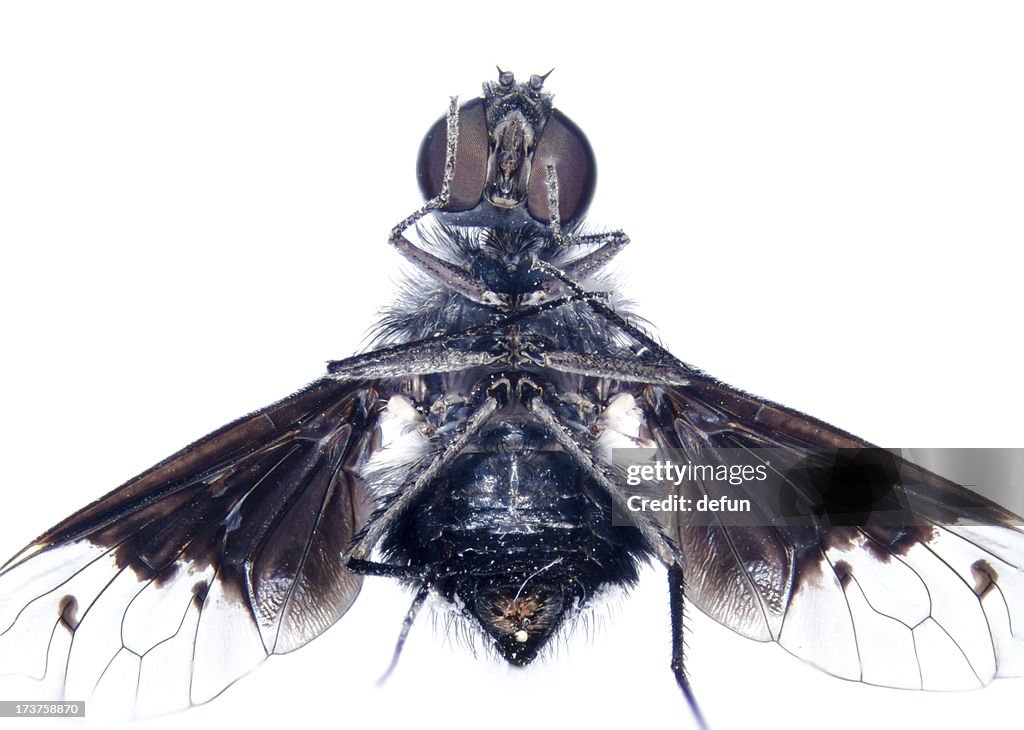 Microscopic Micrograph Of Insect Tiny Fly High-Res Stock Photo - Getty ...