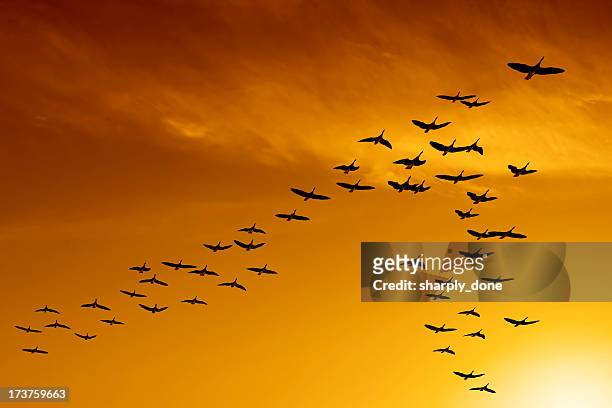 xxl tierwanderung kanadagänsen - vogelschwarm stock-fotos und bilder