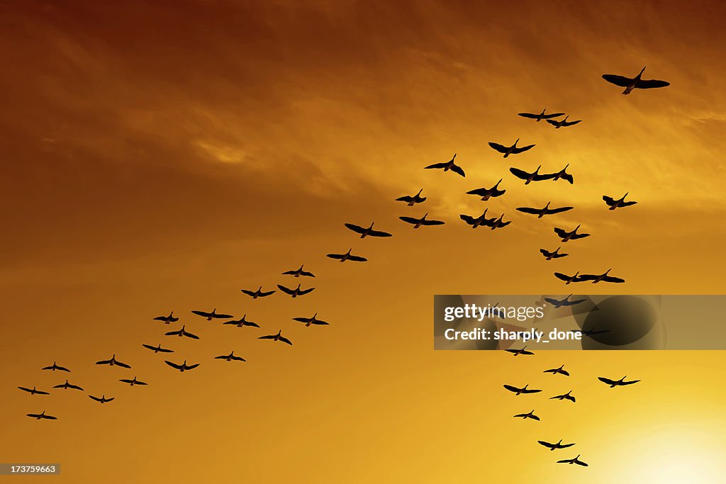 XXL migrating canada geese