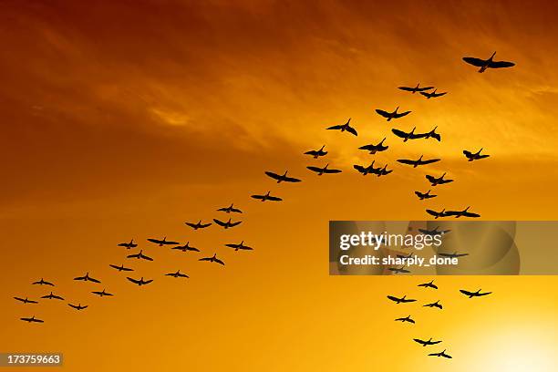 xxl migrating canada geese - animal teamwork stockfoto's en -beelden