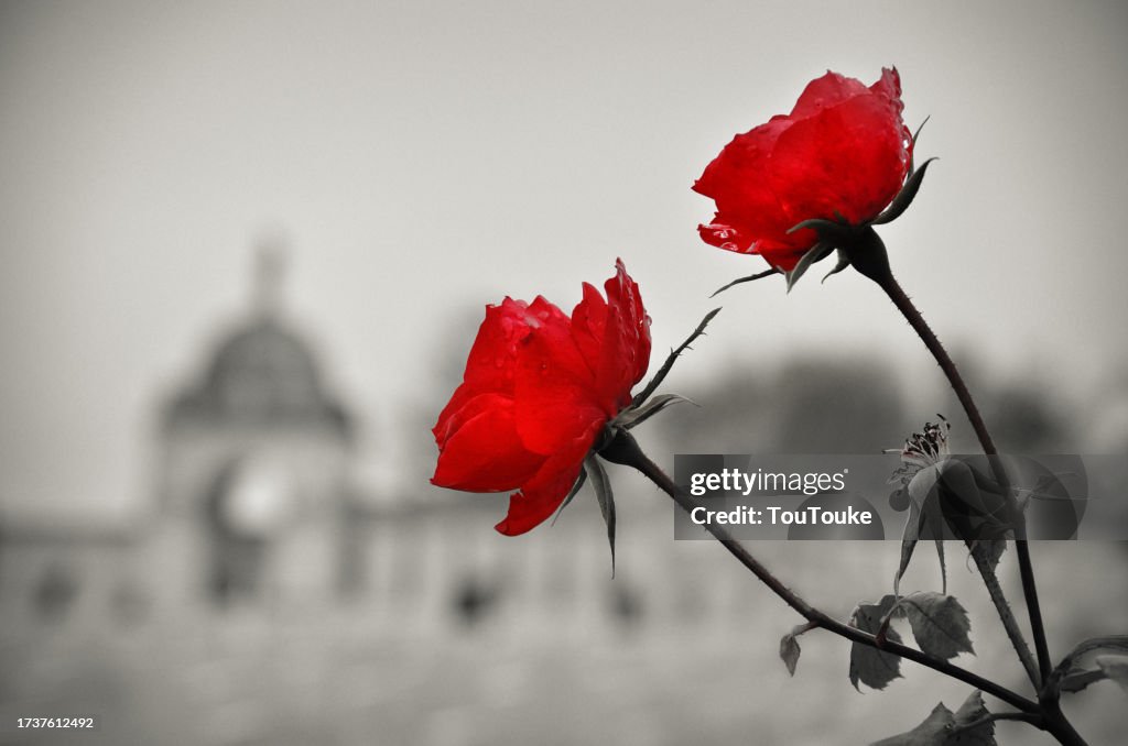Tyne Cot WWI war graves cemetery