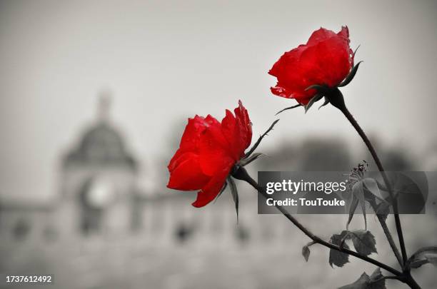 tyne cot wwi war graves cemetery - ieper stock pictures, royalty-free photos & images