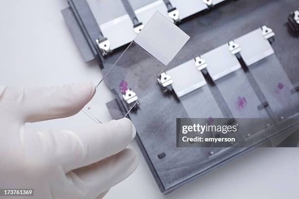 histology - pathologist stock pictures, royalty-free photos & images