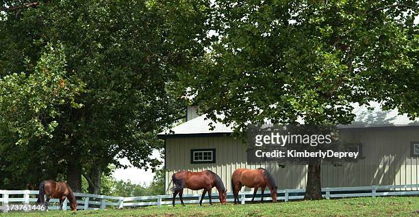grazing in the field - horse barn stock pictures, royalty-free photos & images