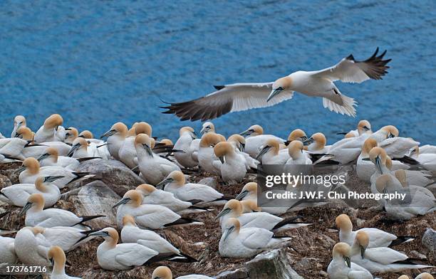 northern gannets - cape st marys ecological reserve stockfoto's en -beelden