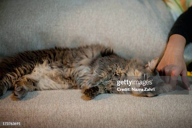 munchkin cat sleeping on couch - tabby munchkin cat bildbanksfoton och bilder