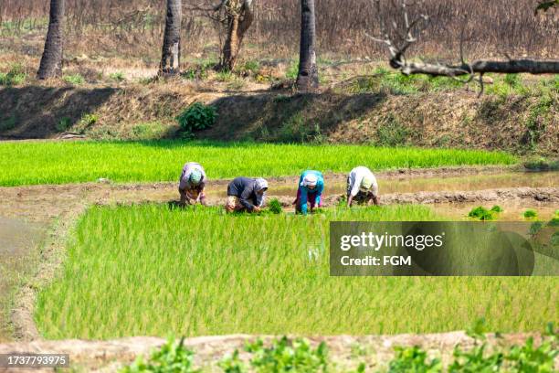 53 Goa Rice Fields Stock Photos, High-Res Pictures, and Images - Getty ...