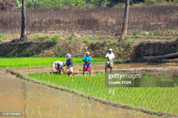 53 Goa Rice Fields Stock Photos, High-Res Pictures, and Images - Getty ...