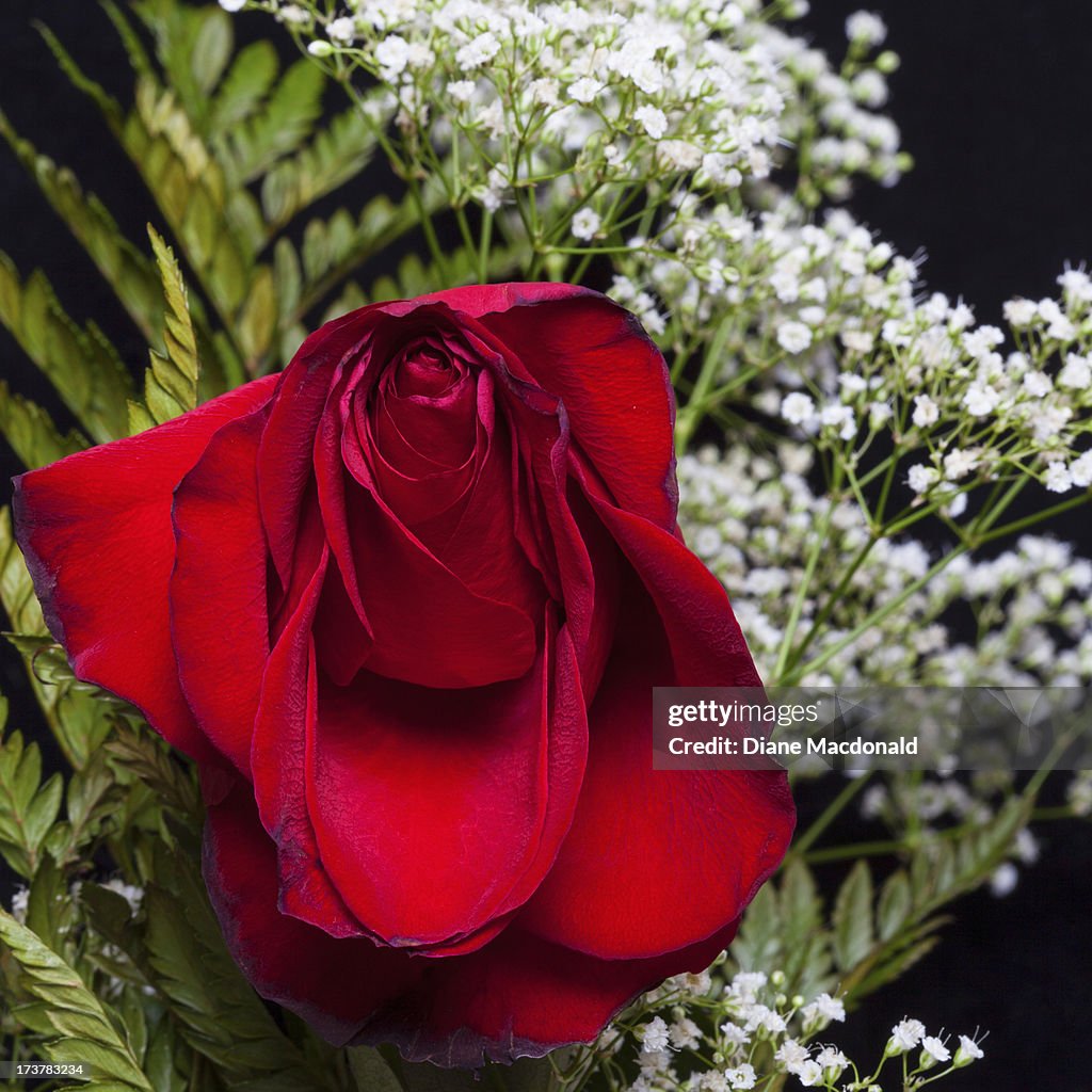 A dying red rose and baby's breath flowers