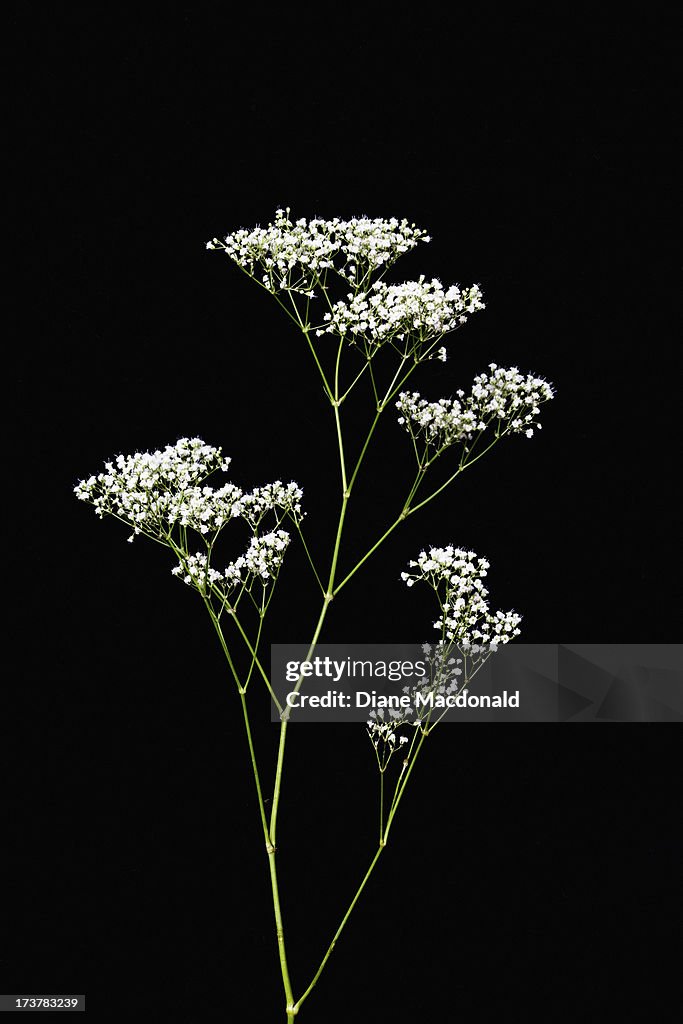 Baby's breath flowers