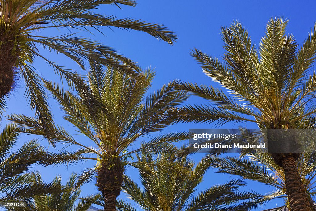 Date palm trees, Florida