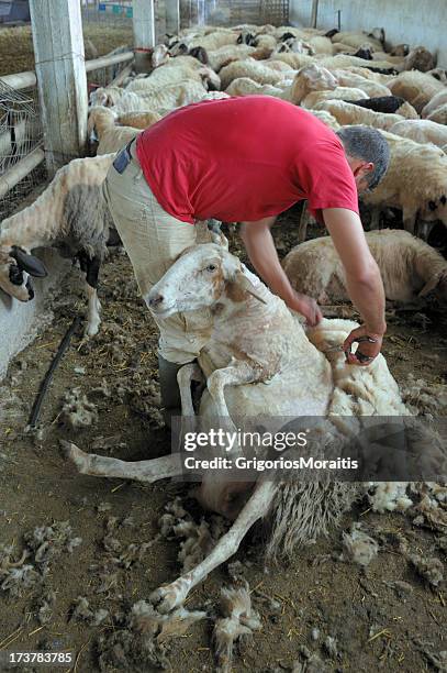 sheep shearing series - sheep shearing stock pictures, royalty-free photos & images