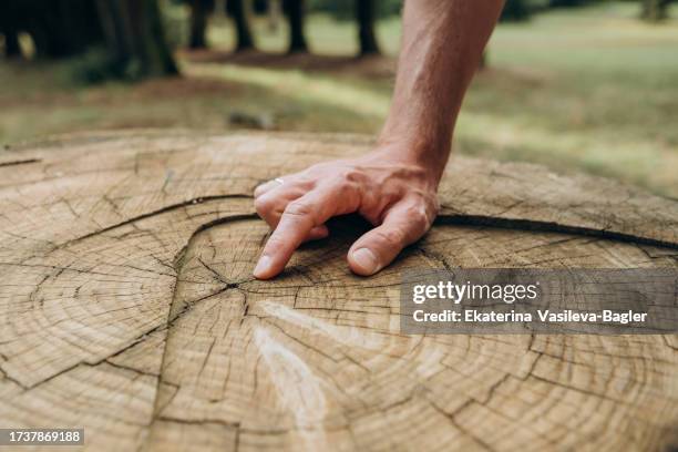 man's hand runs along a felled tree trunk. problem of deforestation. - menschlicher finger stock-fotos und bilder