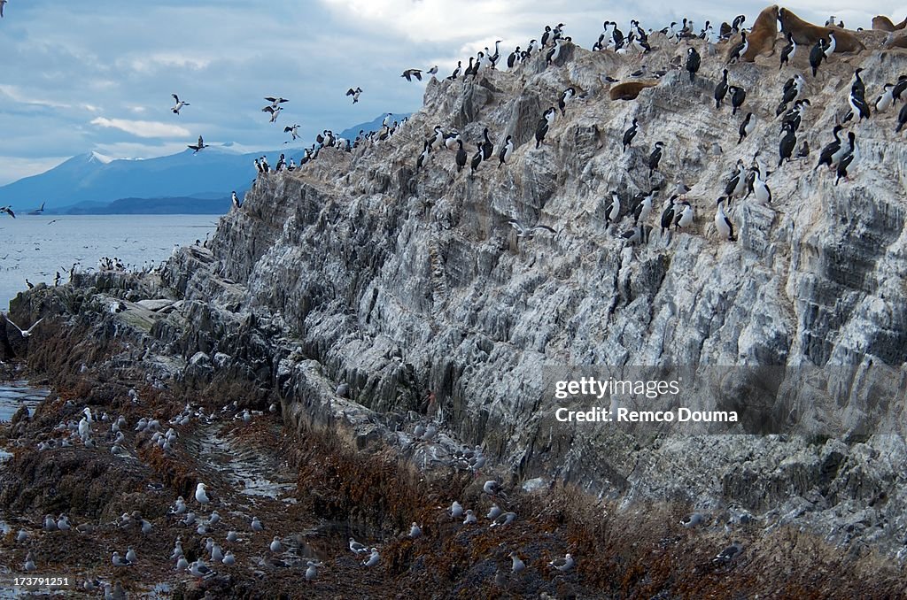 Shags, Seagulls and Sea lions