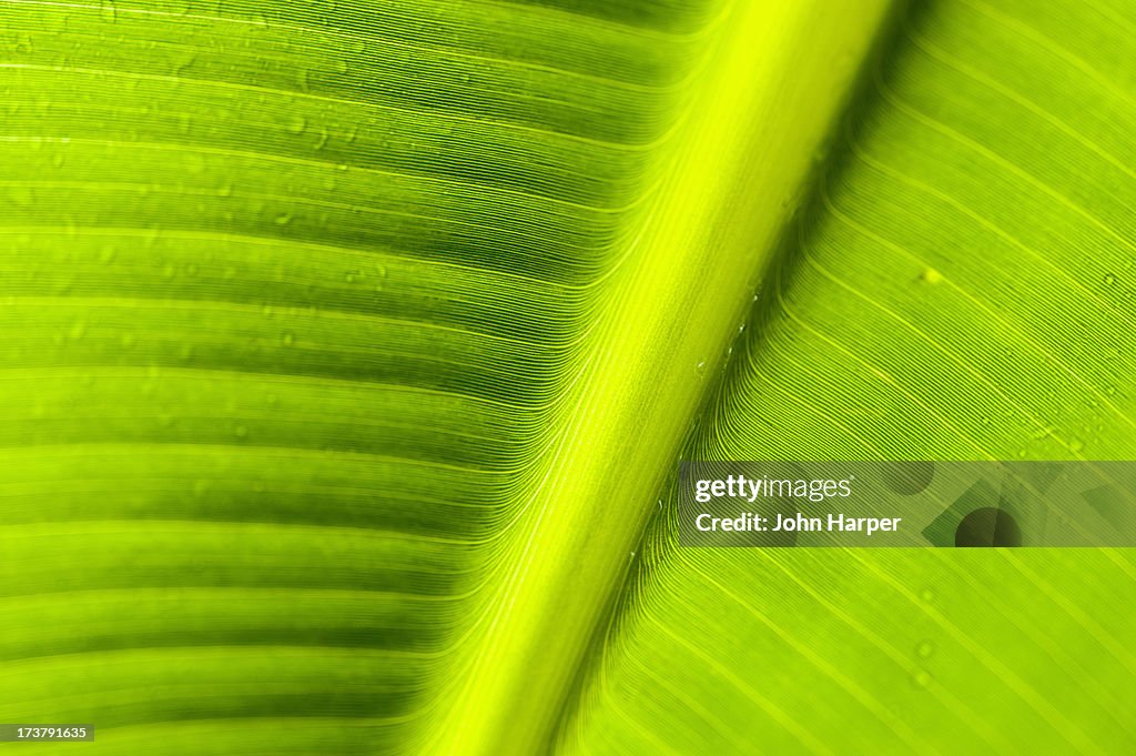 Tropical leaf, Caribbean