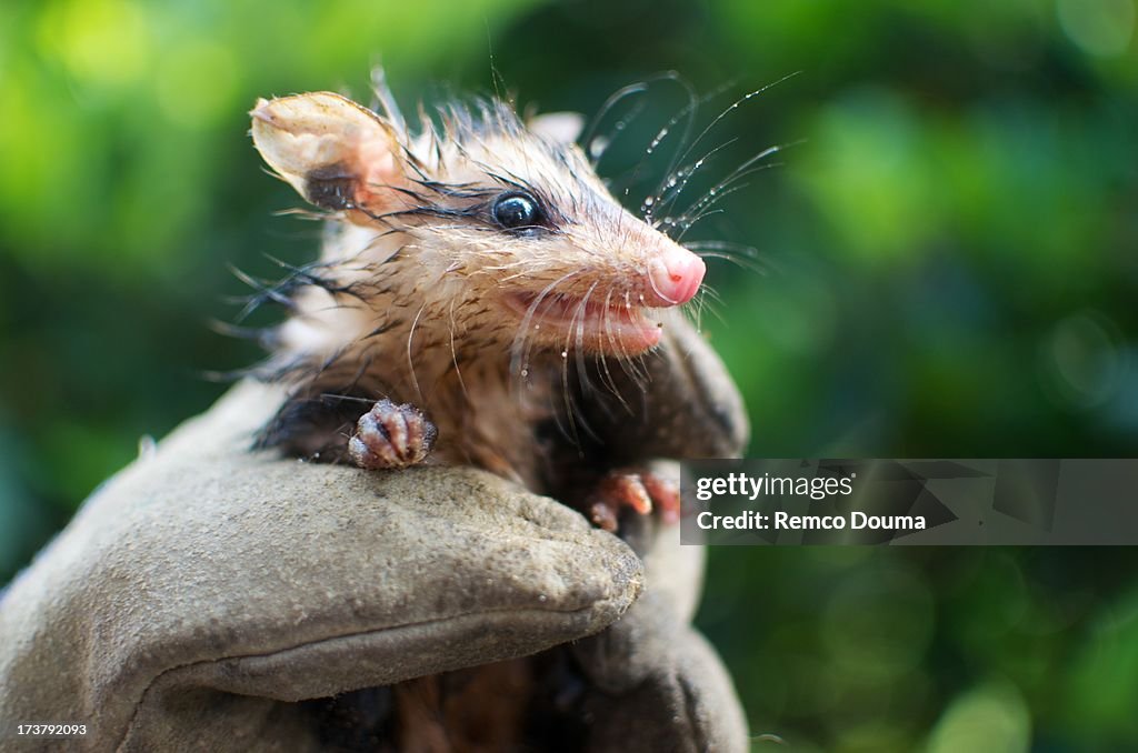 White-eared Opossum Joey