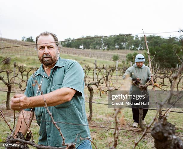 two men pruning grape vines - vineyard new south wales stock pictures, royalty-free photos & images