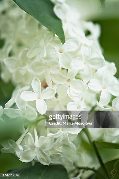 syringa vulgaris - white lilac stock pictures, royalty-free photos & images