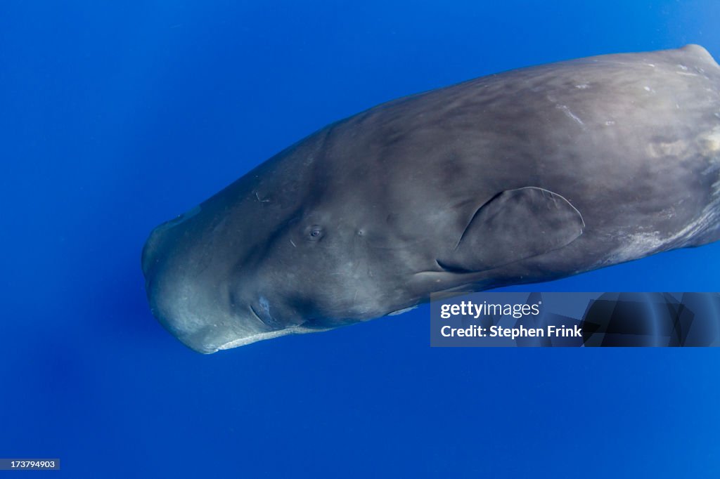 Sperm whale (Pyseter macrocephalus)