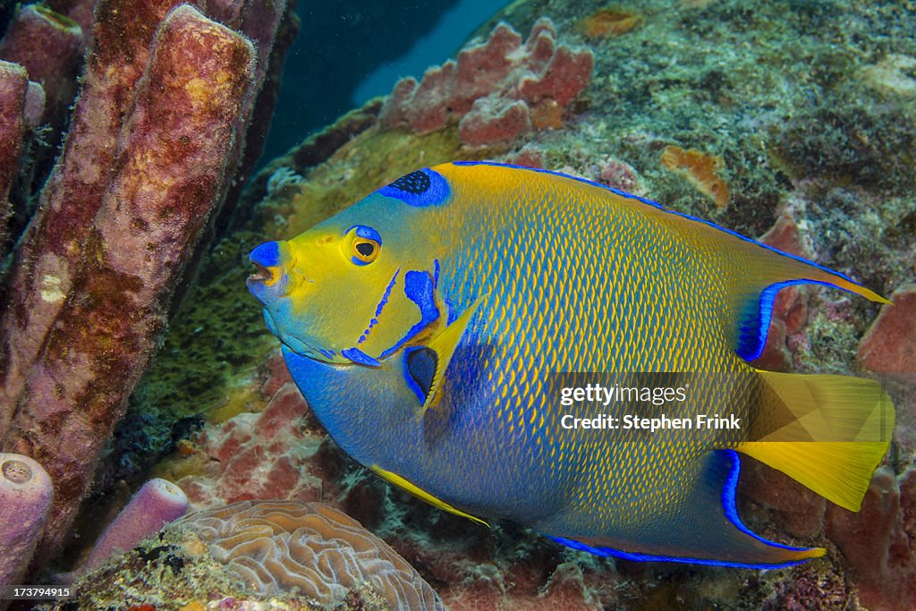 Queen angelfish (Holacanthus Ciliaris)