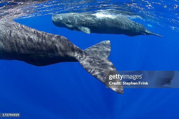 sperm whale (pyseter macrocephalus) - dominica stock pictures, royalty-free photos & images